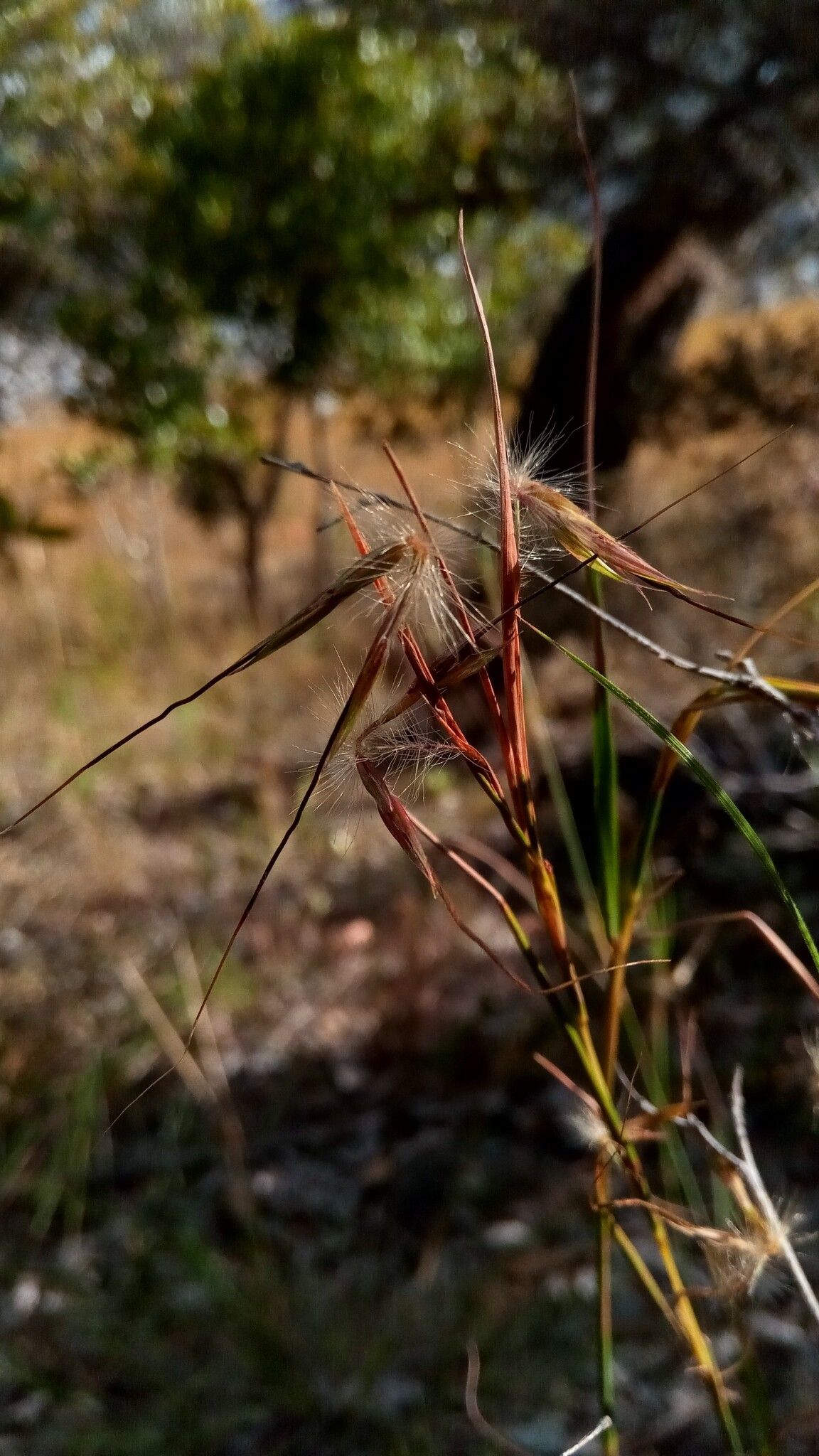 Hyparrhenia newtonii — houseplant care guide