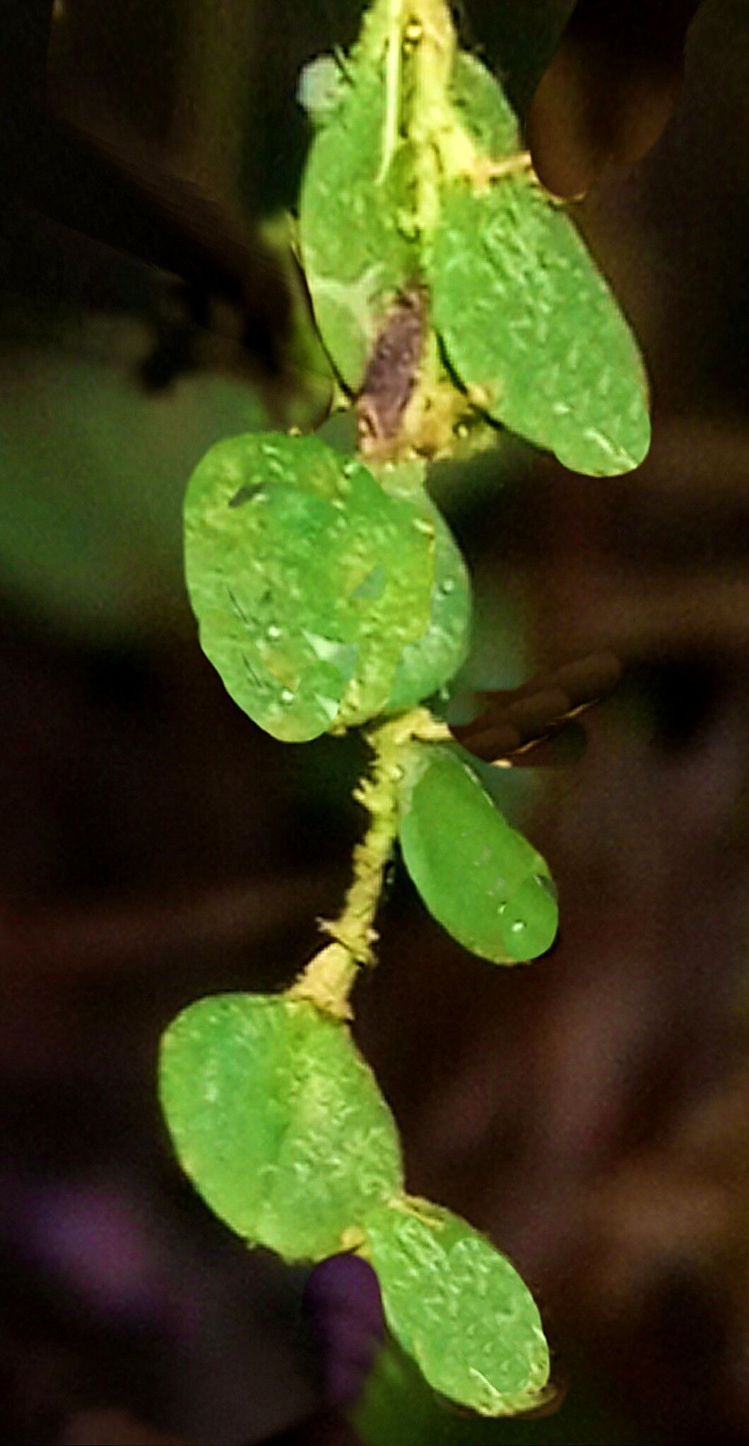 Andinia hippocrepica — related species from the same genus