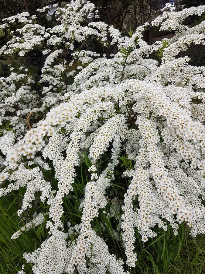 Spiraea × vanhouttei flower