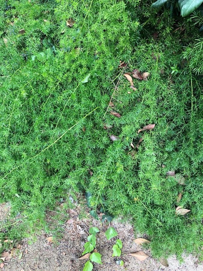 Asparagus acutifolius