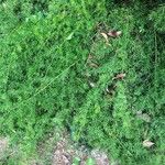 Asparagus acutifolius