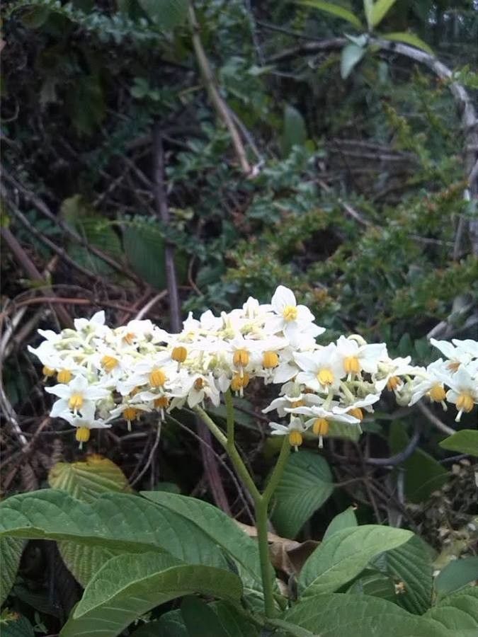 Solanum barbulatum — houseplant care guide