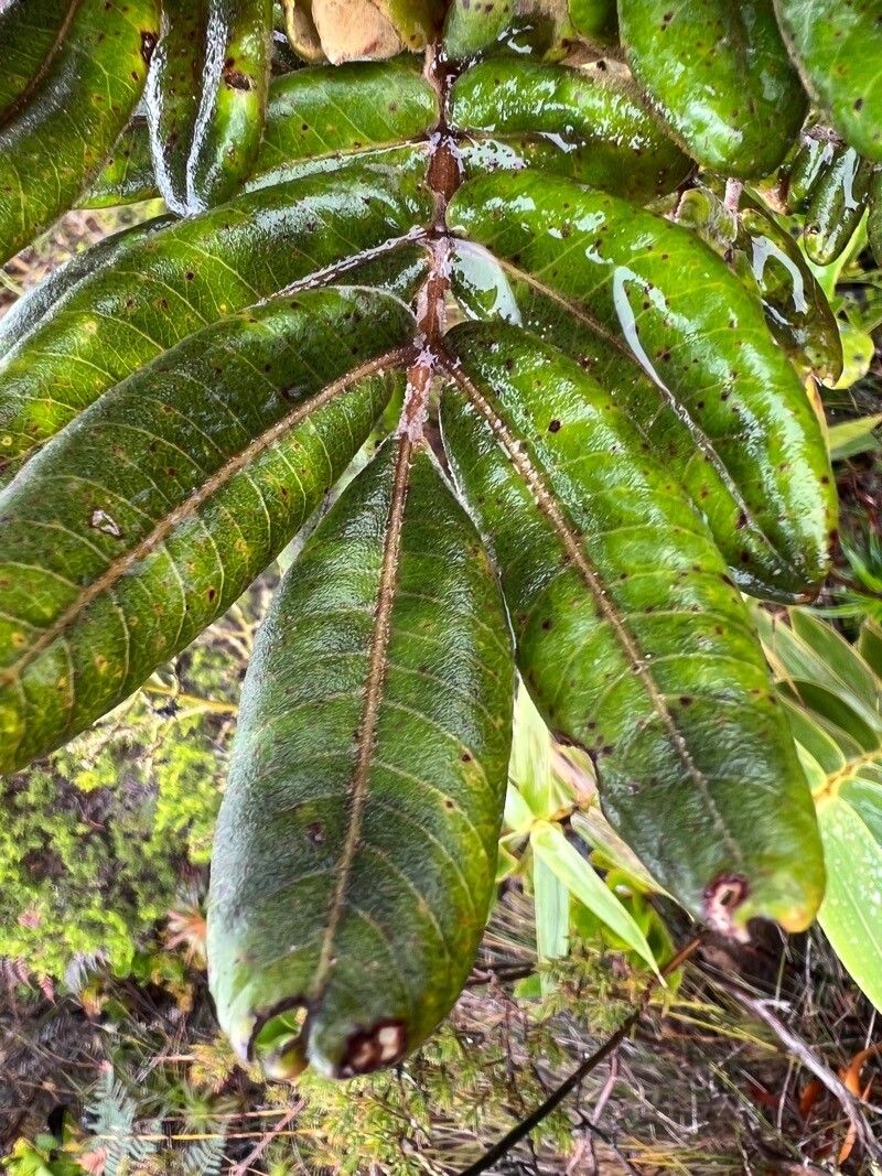 Pancheria hirsuta leaf