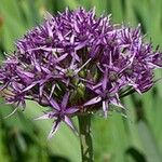 Allium atropurpureum