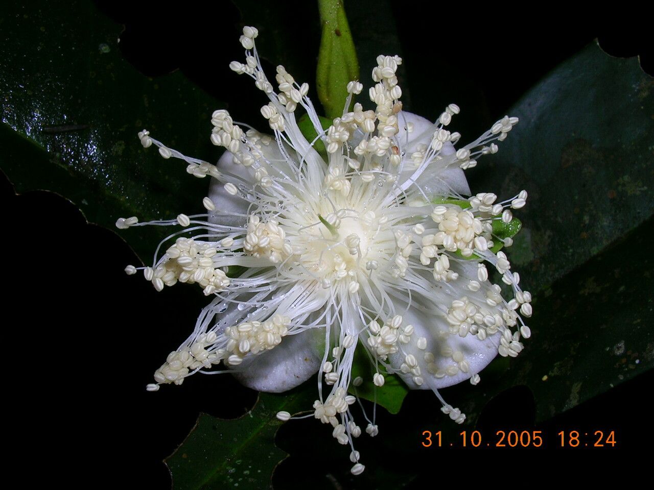 Eugenia puberula flower