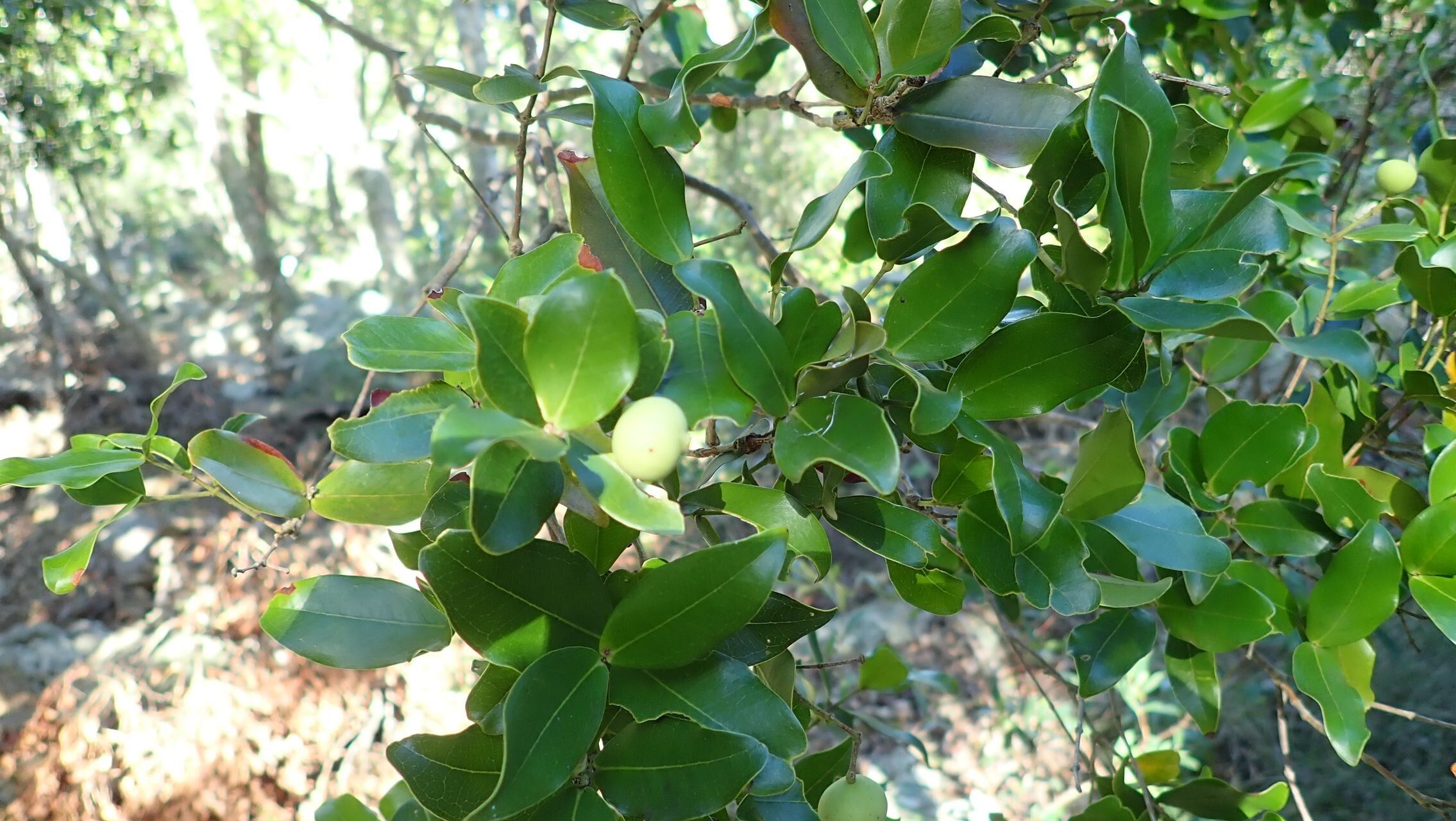 Syzygium neoeugenioides fruit