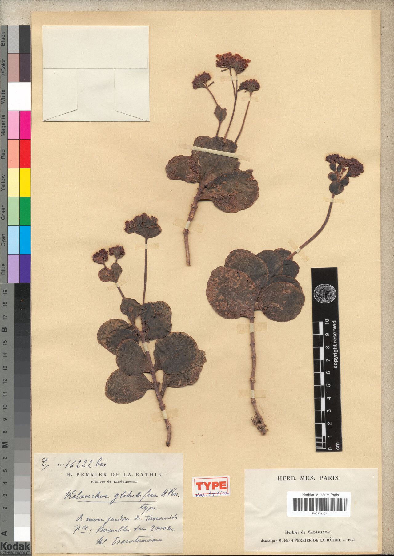 Kalanchoe globulifera — search result for 'Kalanchoe'