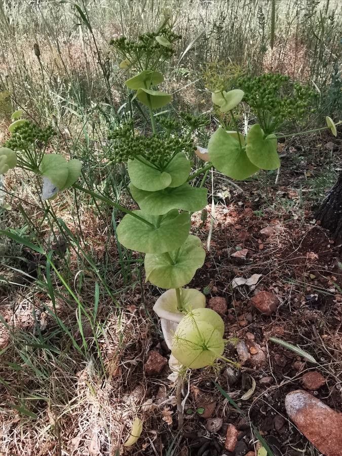 Smyrnium perfoliatum — related species from the same genus