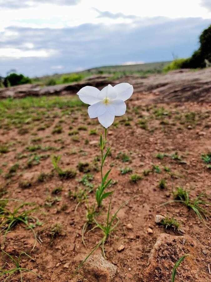 Gladiolus candidus flower