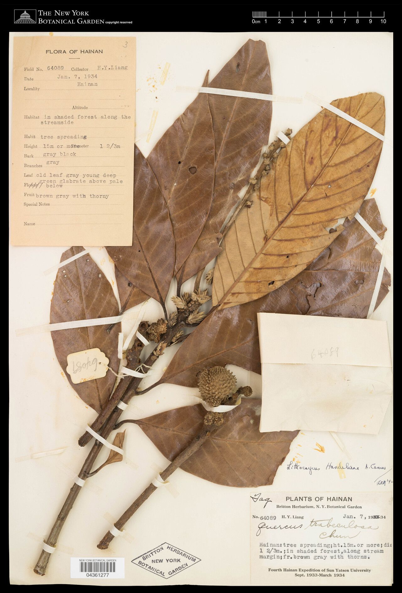 Lithocarpus handelianus — houseplant care guide