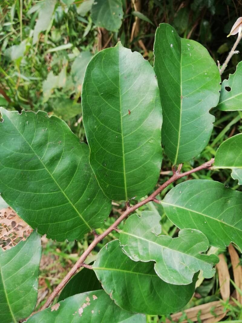 Cleistanthus ripicola leaf