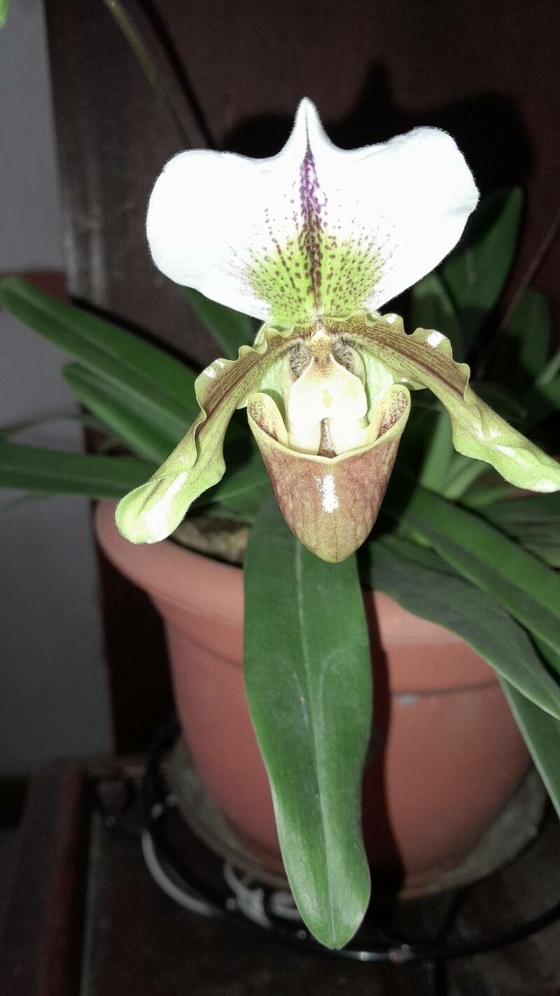 Paphiopedilum charlesworthii fruit