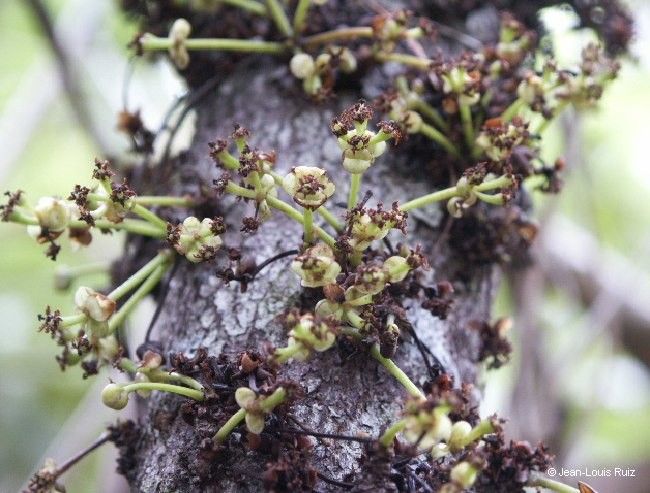 Litsea ripidion flower