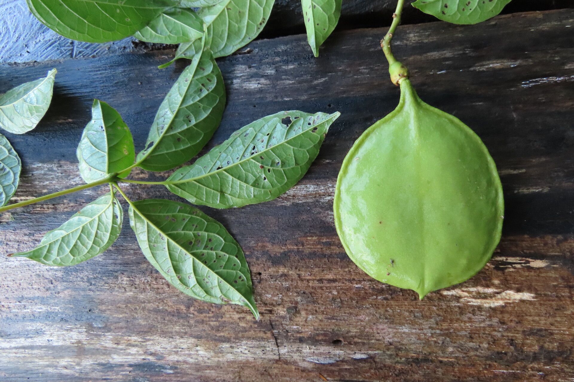 Anemopaegma orbiculatum leaf