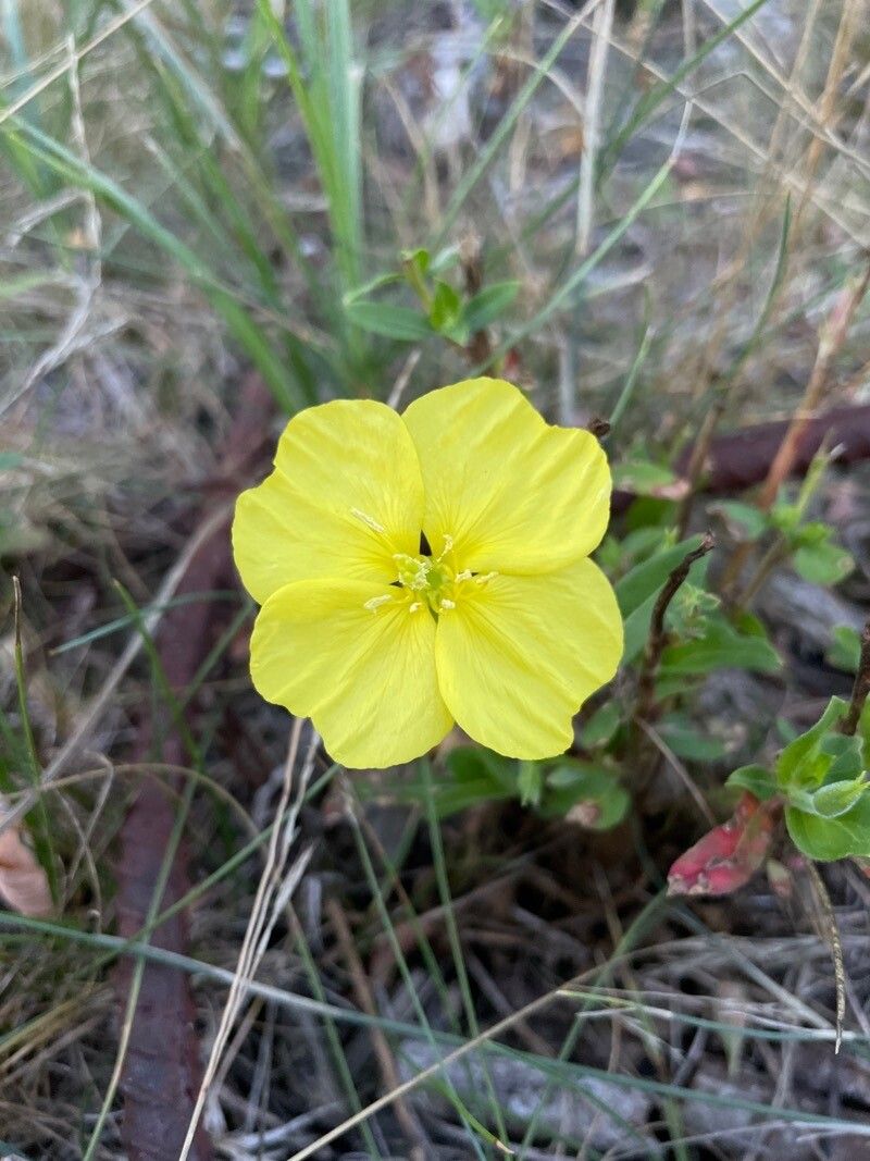 Oenothera drummondii flower