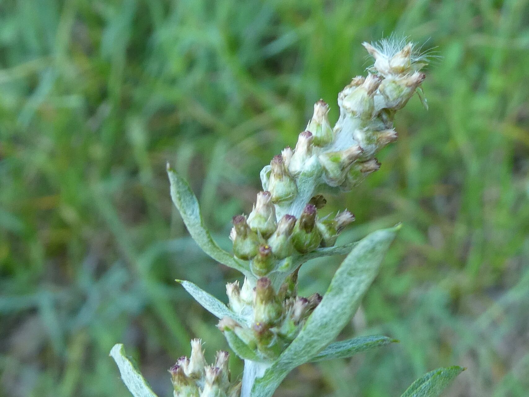 Gamochaeta subfalcata bark