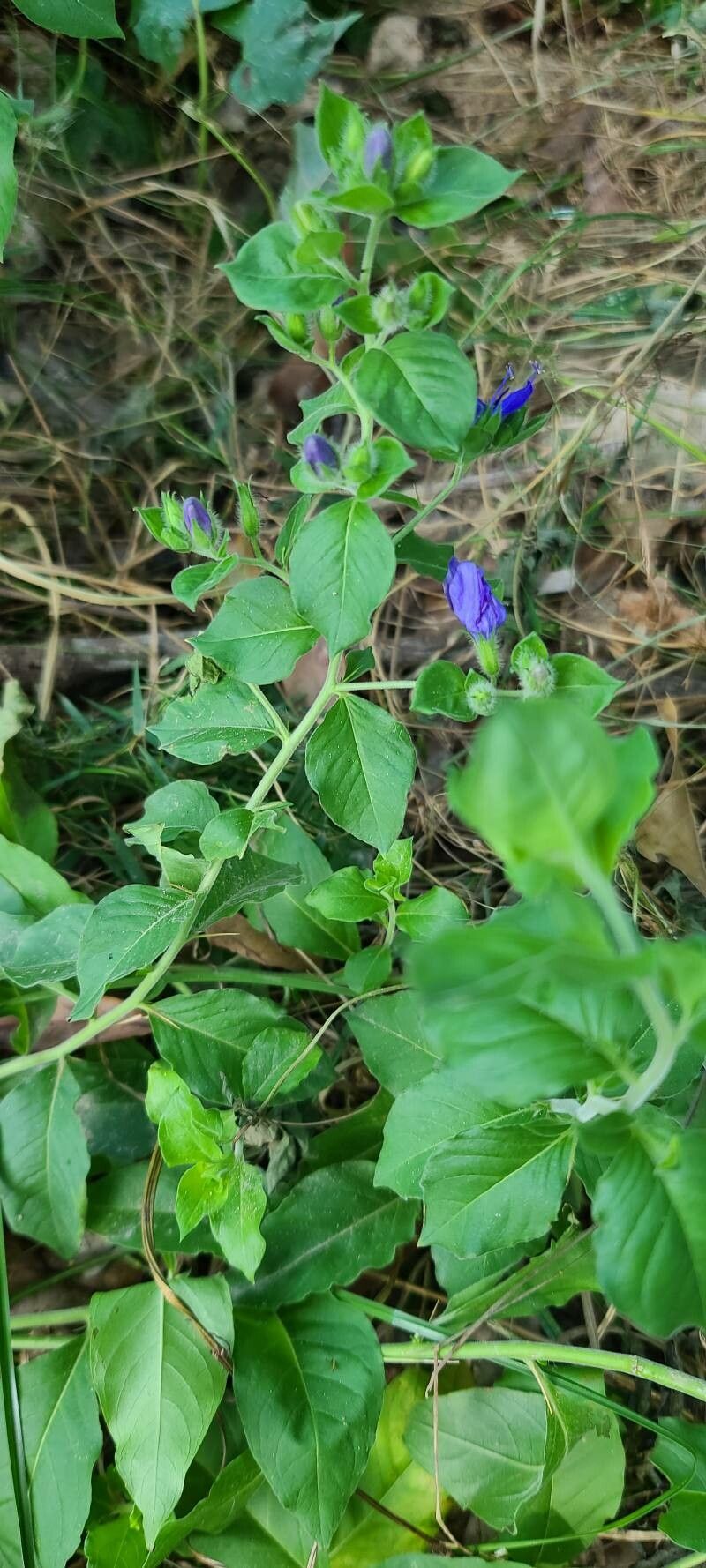 Hydrolea ovata — related species from the same genus