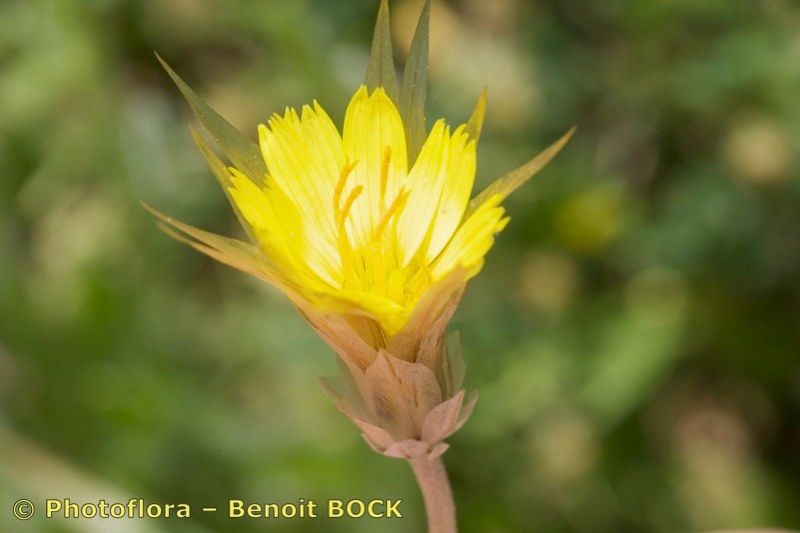 Catananche lutea flower