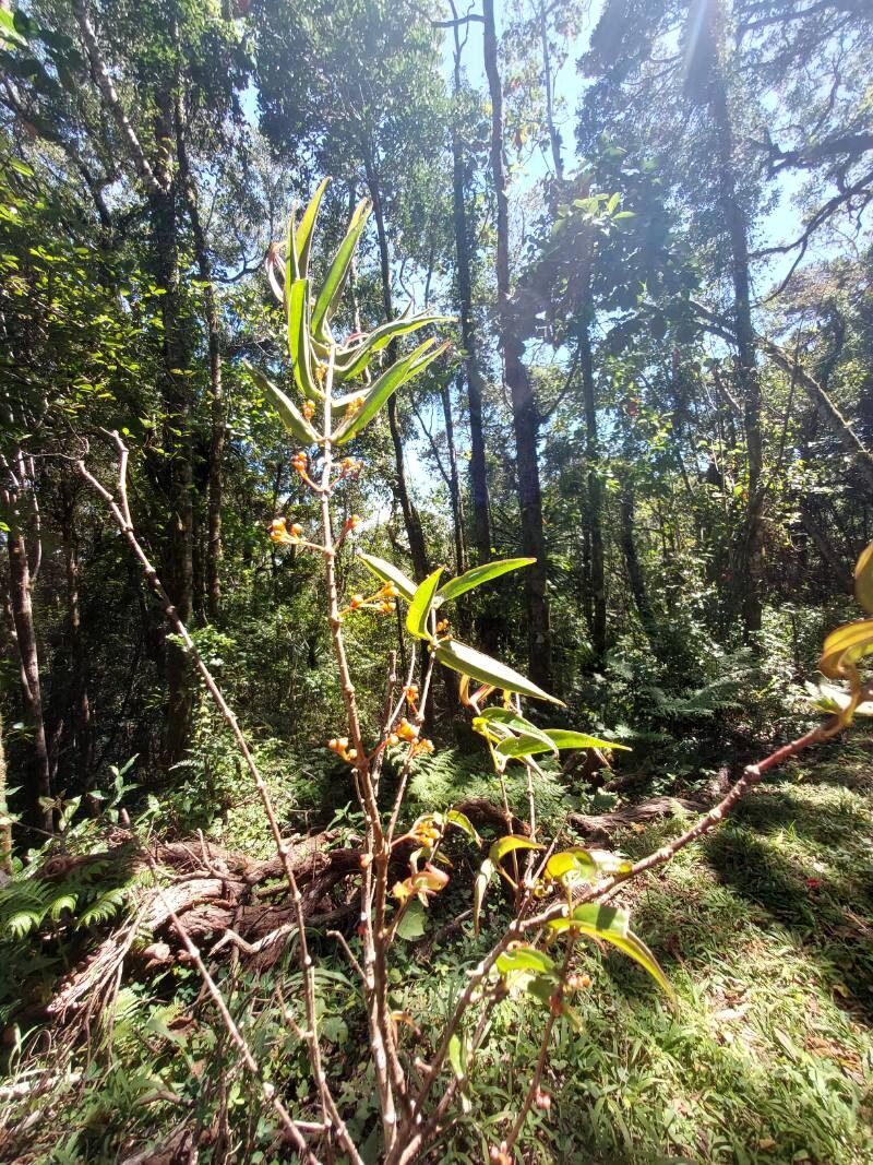 Medinilla ambrensis other