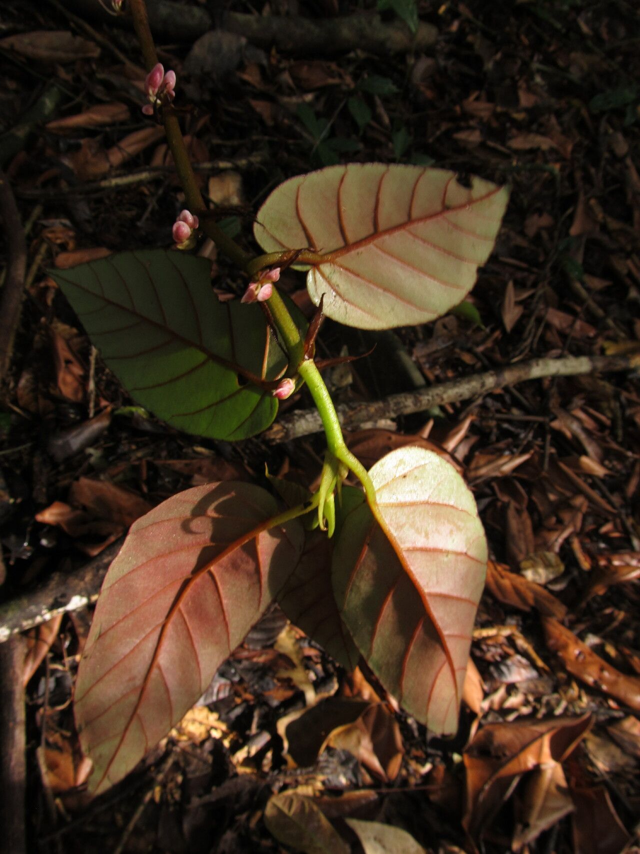 Begonia mannii leaf