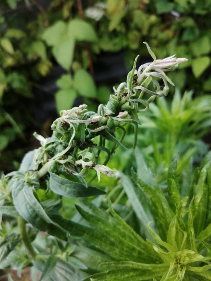 Epilobium ciliatum x Epilobium lanceolatum flower
