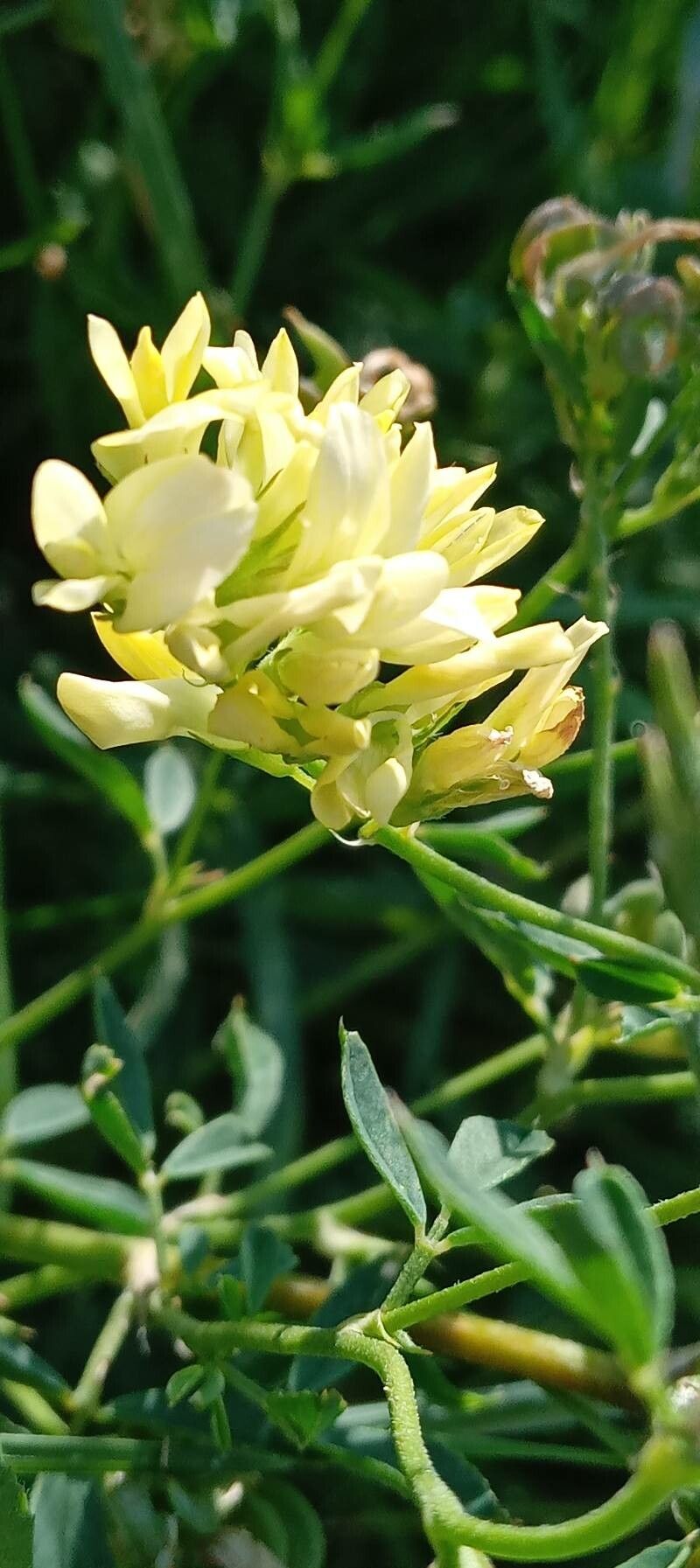 Medicago falcata flower