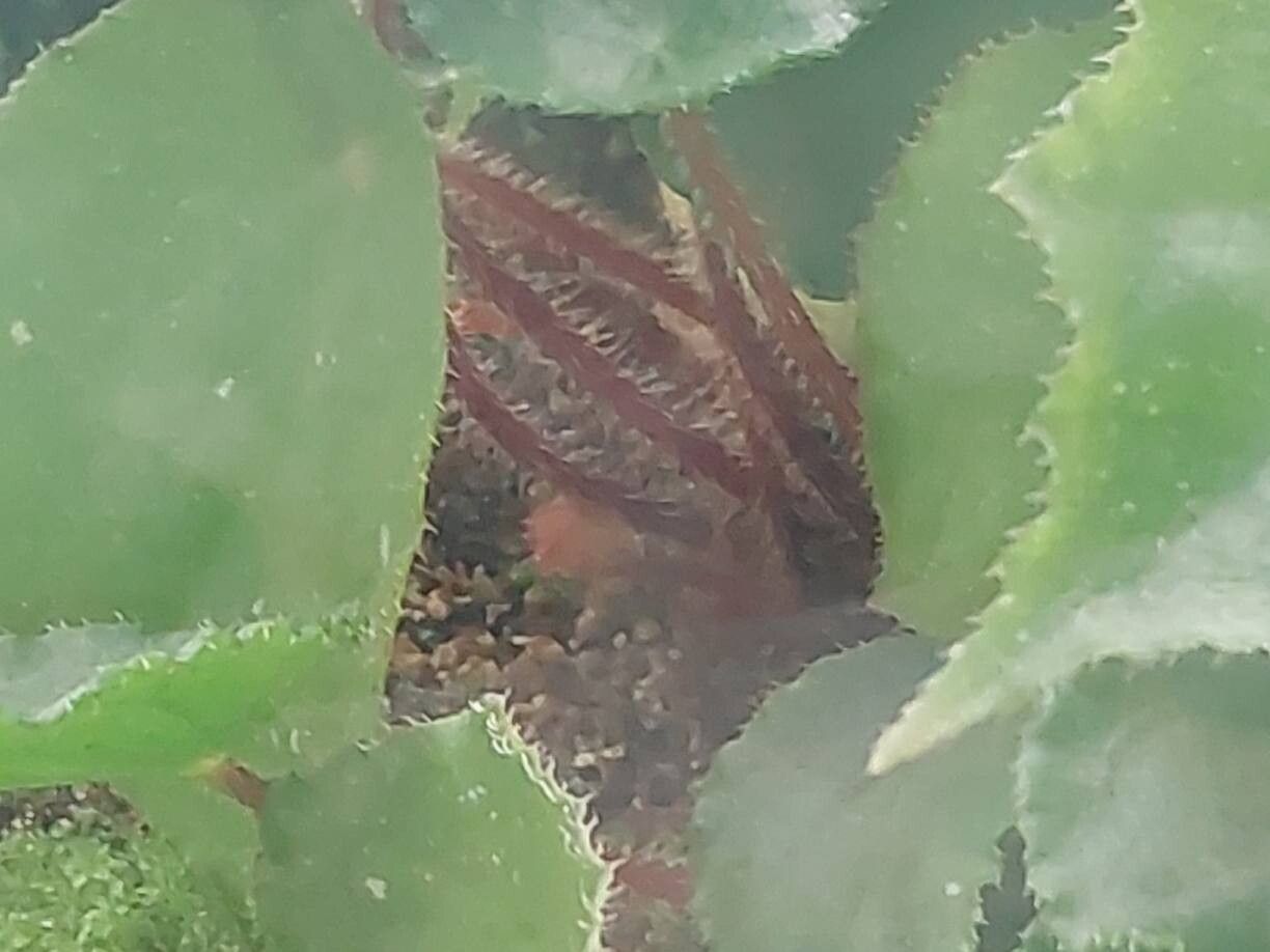 Begonia letouzeyi bark