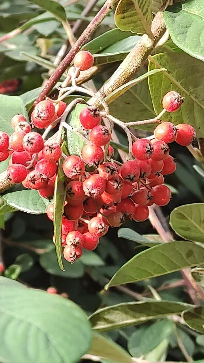 Cotoneaster lacteus fruit