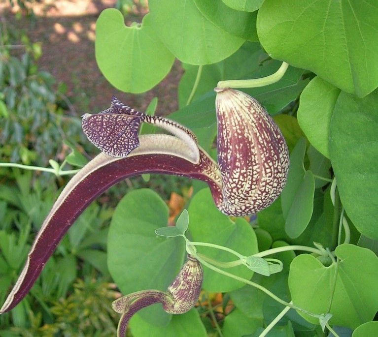 Aristolochia ringens flower