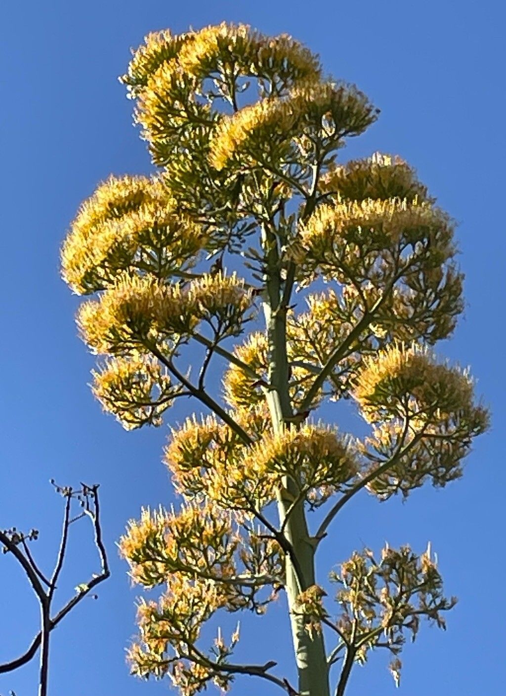 Agave caymanensis flower