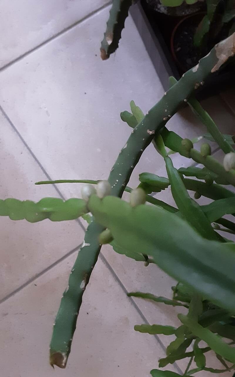 Rhipsalis micrantha fruit