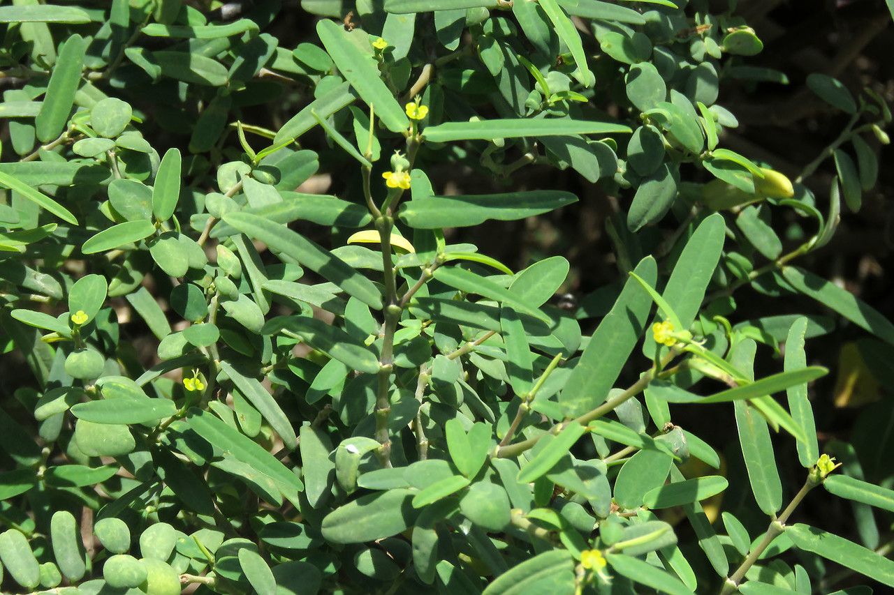 Euphorbia articulata flower