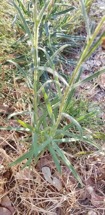 Madia elegans — related species from the same genus