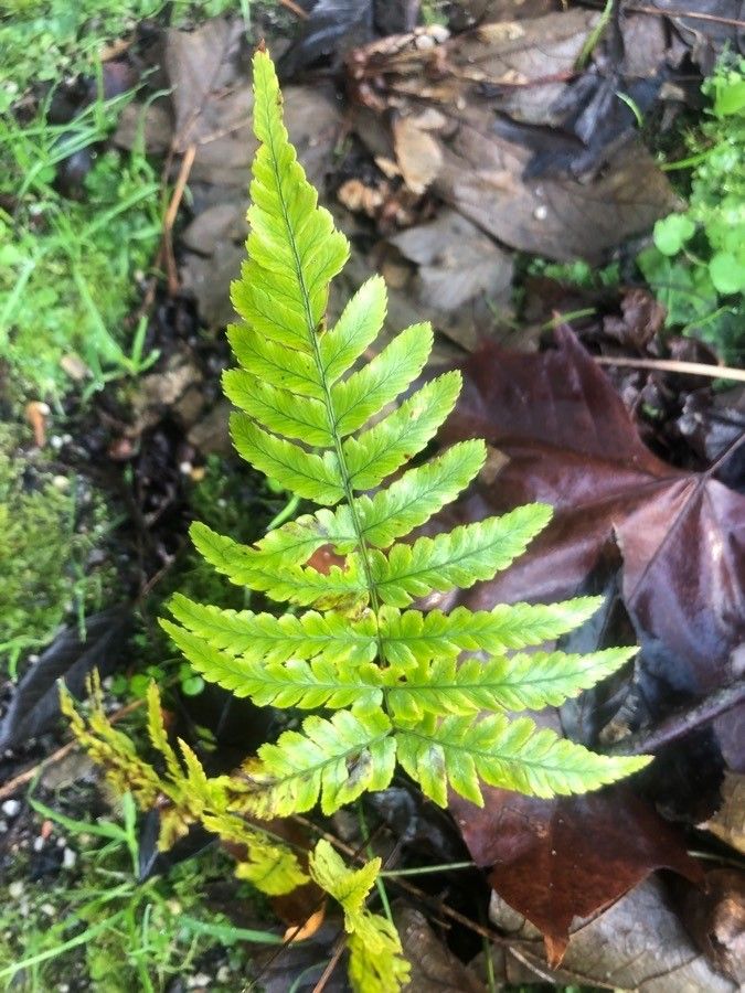 Dryopteris erythrosora leaf