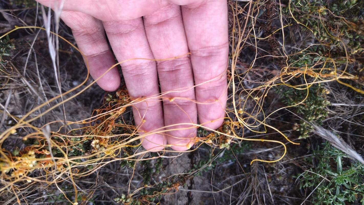 Cuscuta denticulata — search result for 'Convolvulaceae'