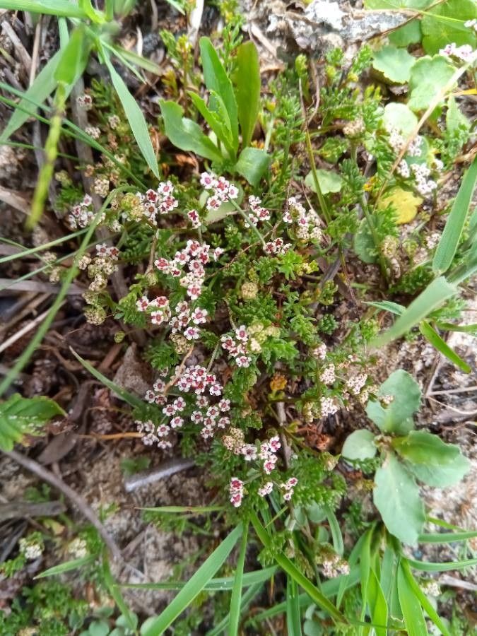 Caropsis verticillato-inundata flower