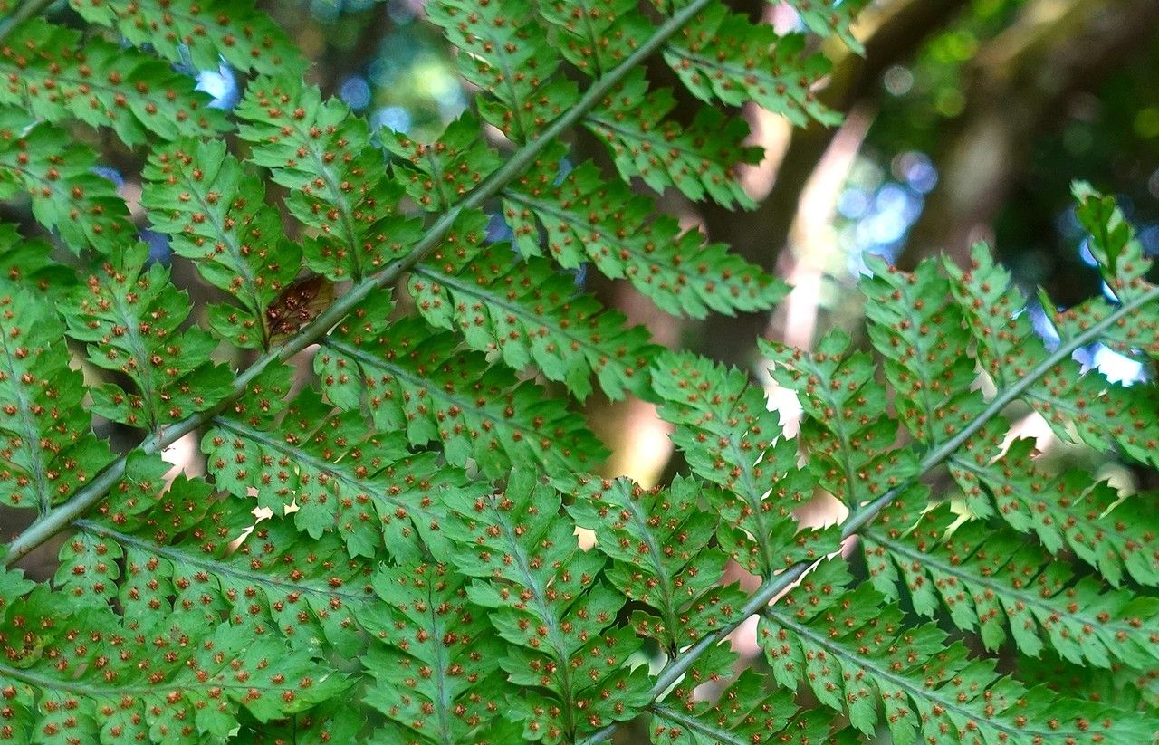 Dryopteris dilatata flower