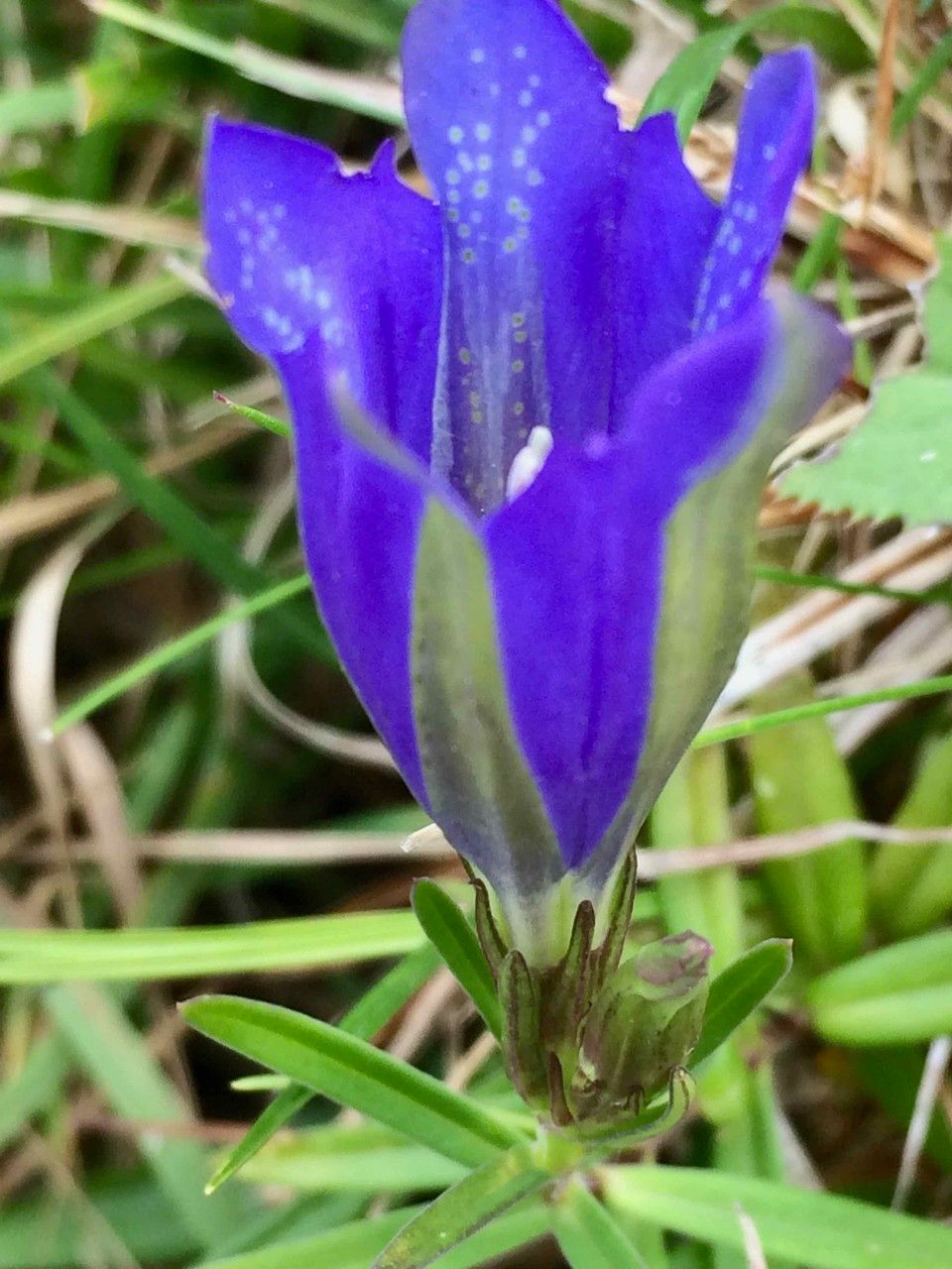 Gentiana pneumonanthe flower