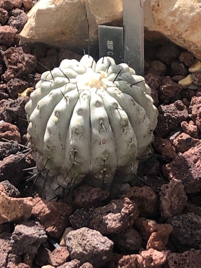 Copiapoa cinerea — houseplant care guide