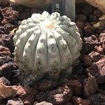 Copiapoa cinerea