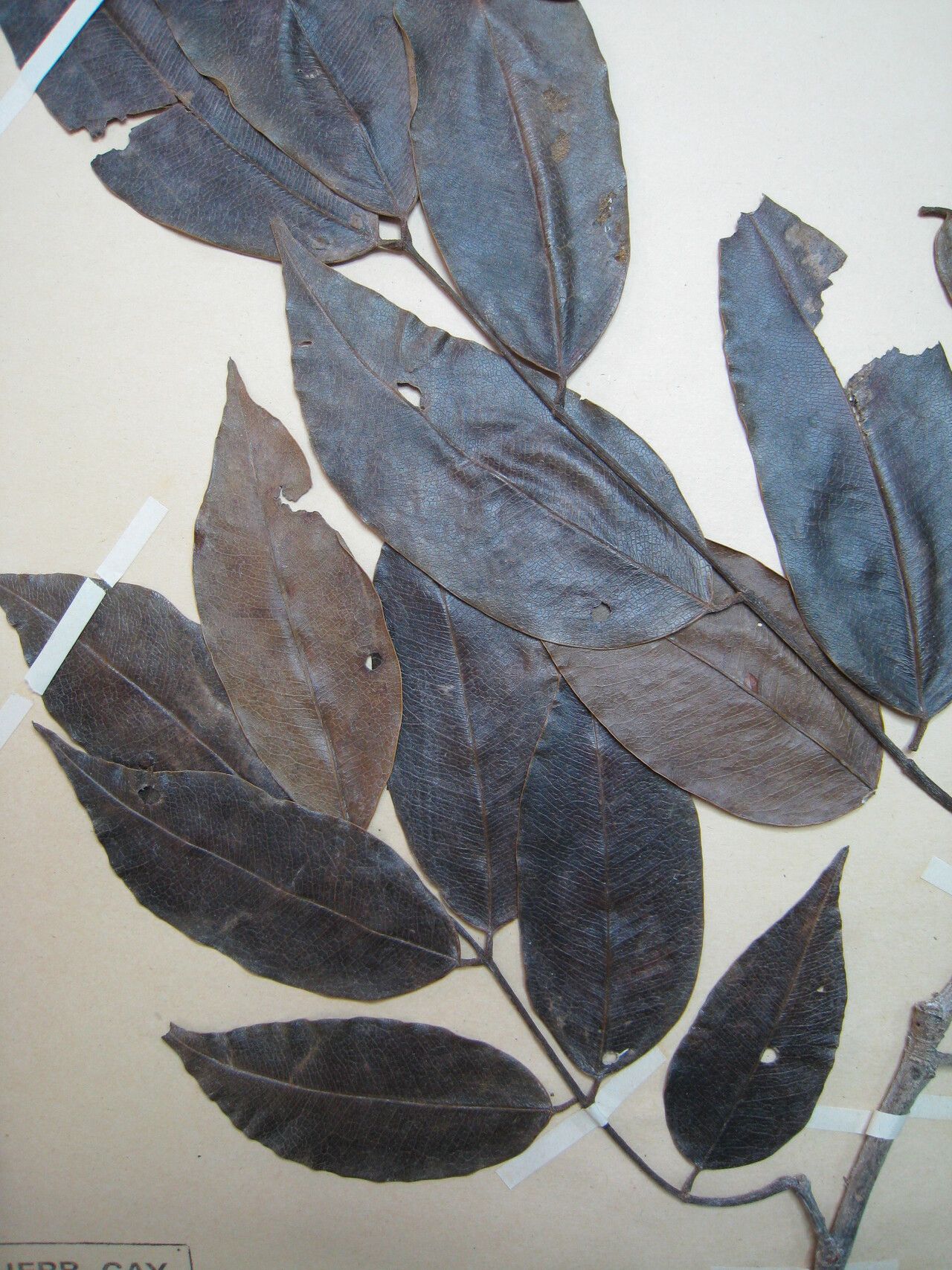 Copaifera guyanensis — related species from the same genus