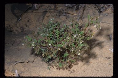 Phacelia ivesiana habit