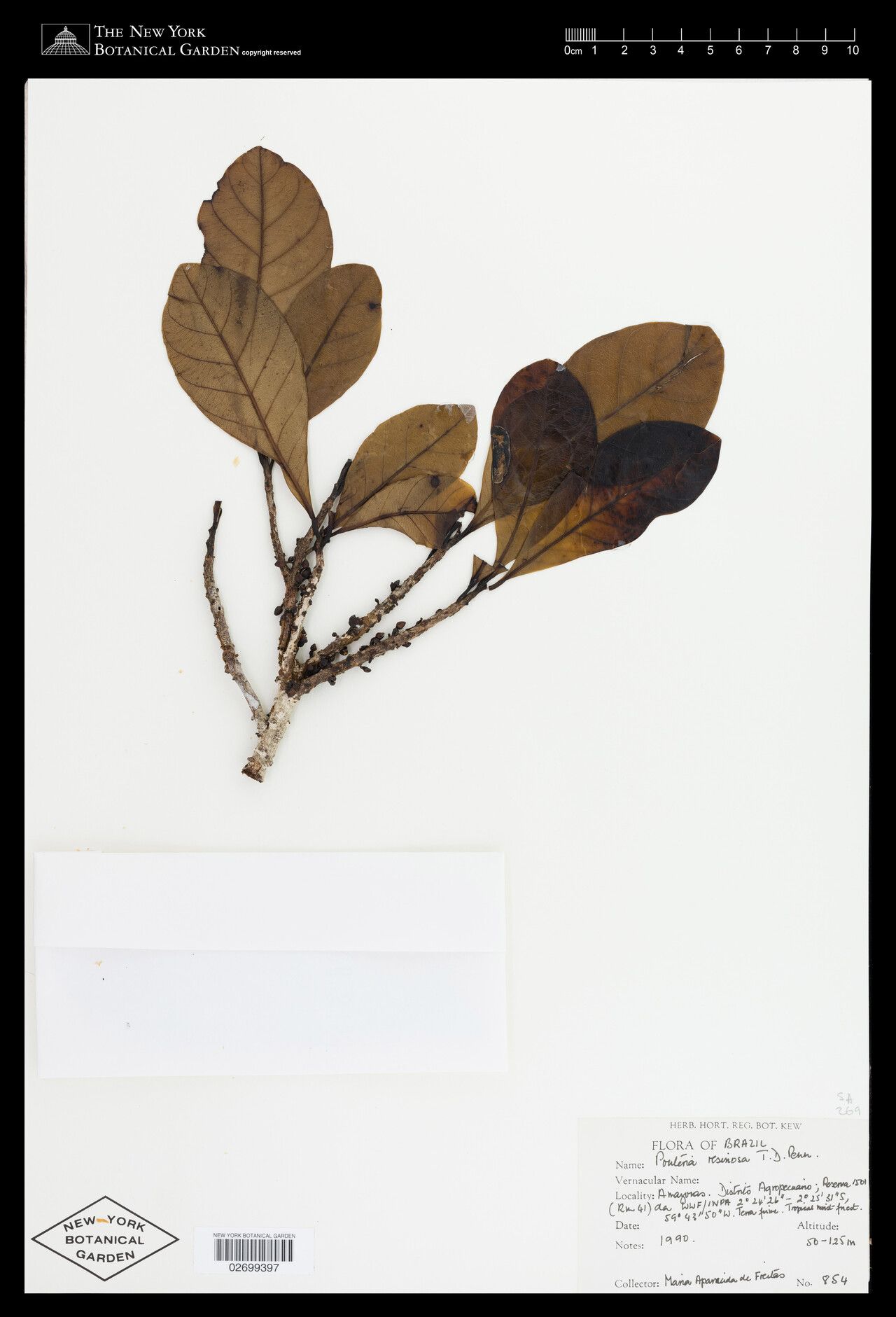 Pouteria resinosa — houseplant care guide