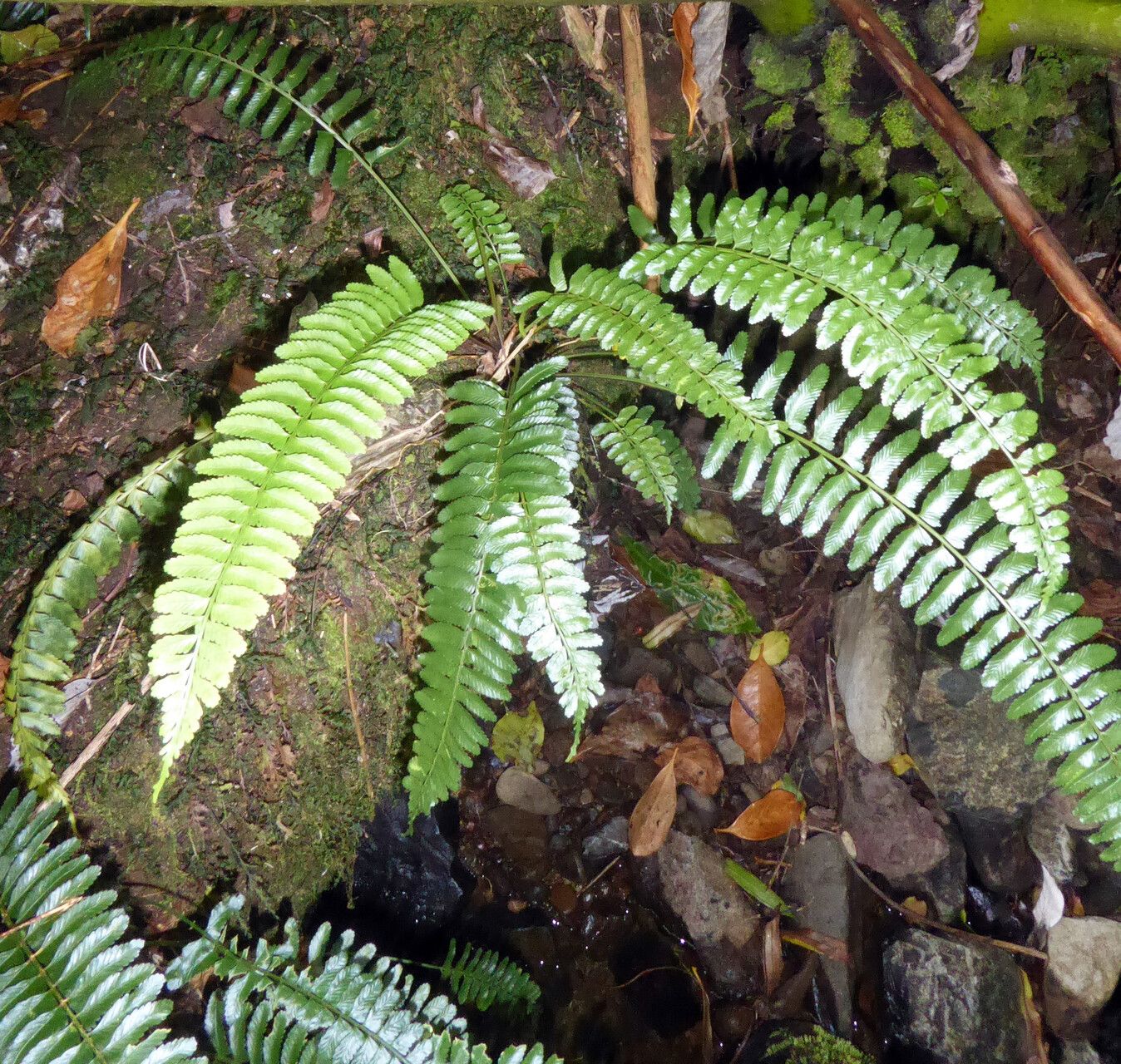 Asplenium tenerum habit