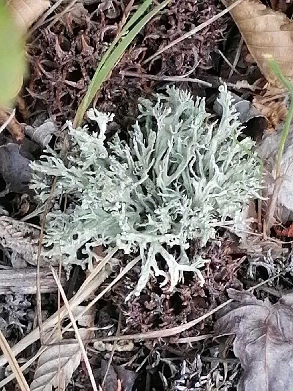Artemisia umbelliformis leaf
