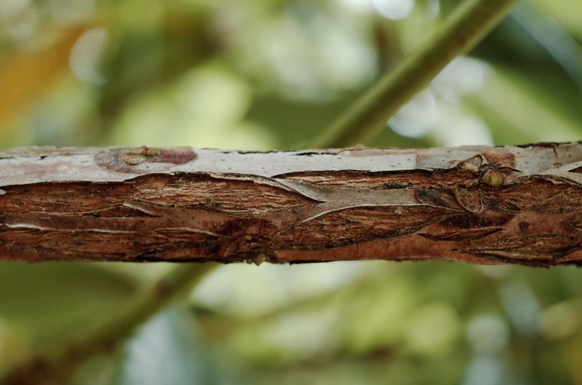 Rhododendron annae bark