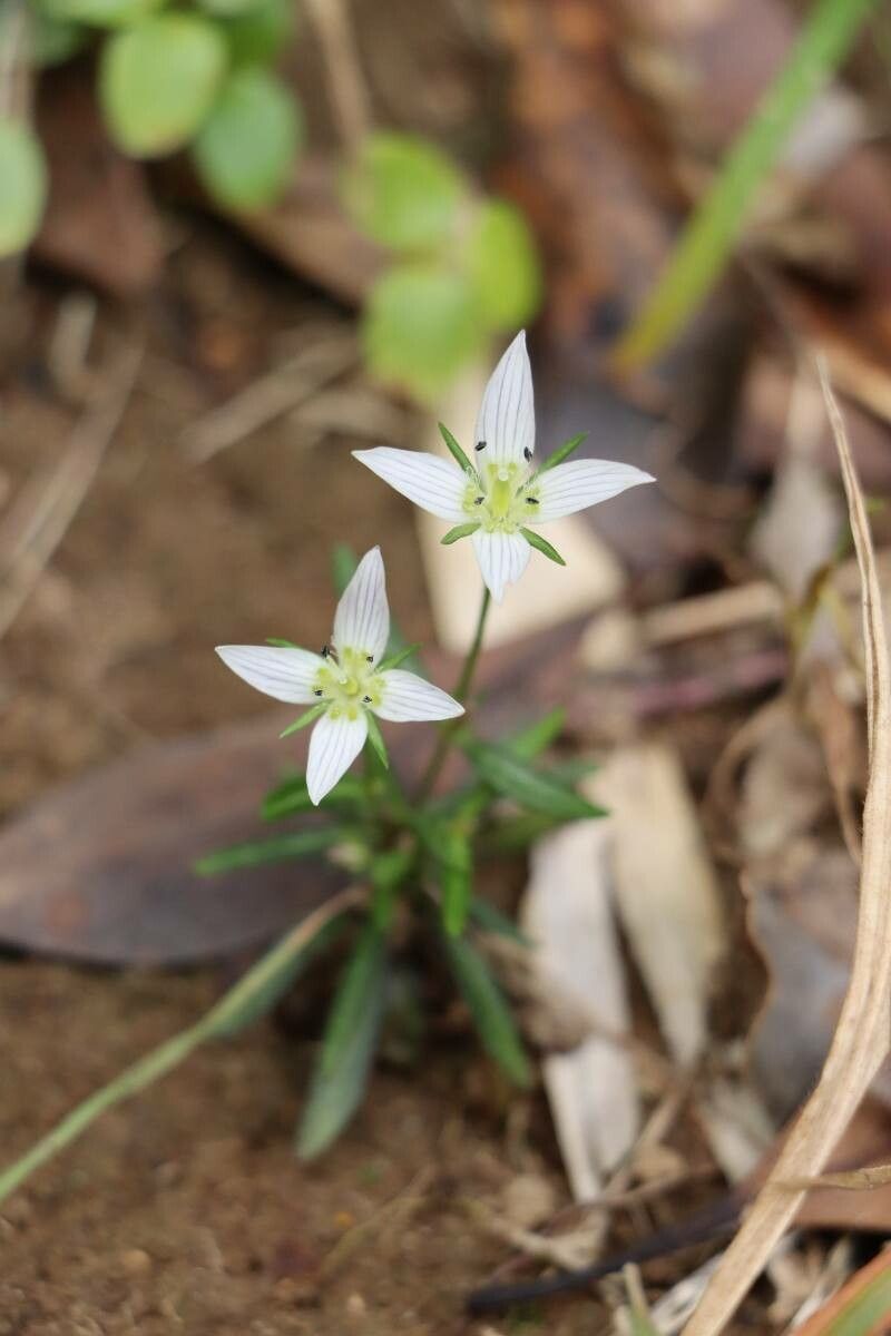Swertia japonica flower
