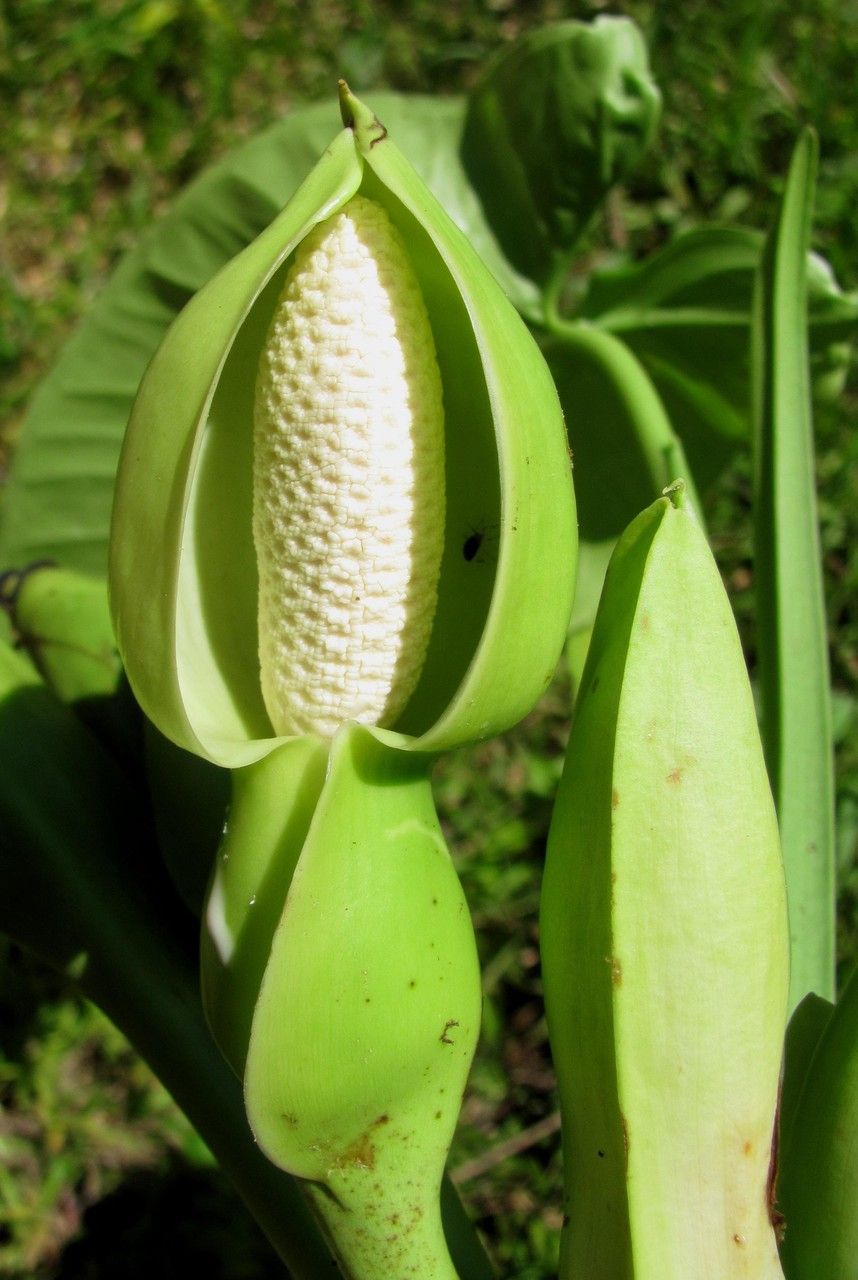 Syngonium hastiferum fruit