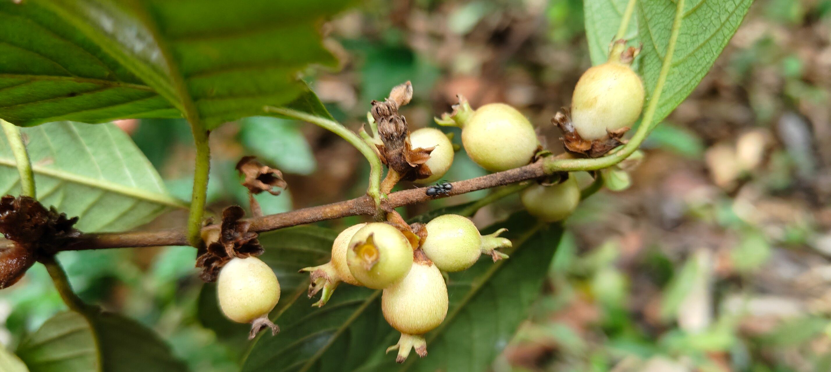 Sabicea trigemina fruit