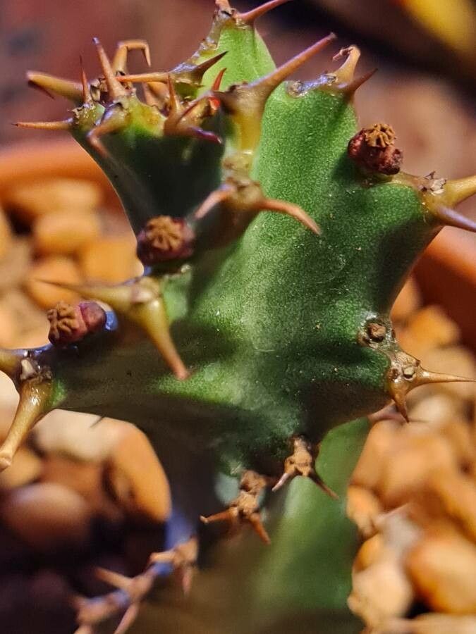 Euphorbia tortirama flower